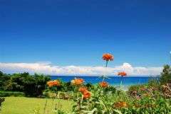 海月面海庭院