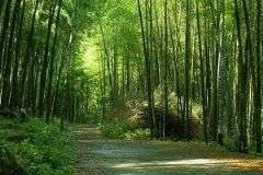 延溪竹林步道