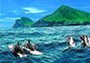 龜山島賞鯨圖.jpg