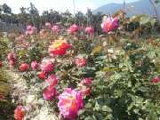 CAM01311