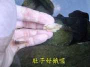 餵蝦去囉(1)