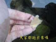 餵蝦去囉(2)