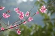 台北三峽民宿櫻花