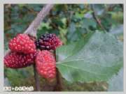 桑葚紅了