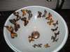 DSC00492.JPG