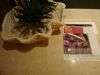 DSC01533.JPG